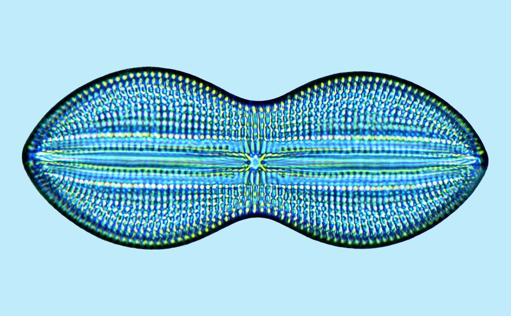 Diploneis Diploneis bomboides